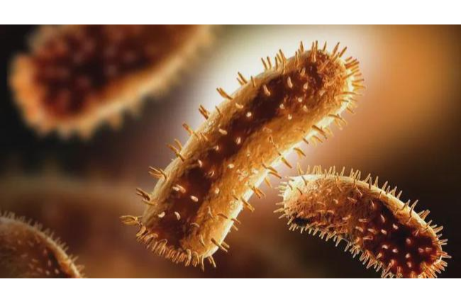 什么是細(xì)菌？細(xì)菌的結(jié)構(gòu)及細(xì)菌的分類介紹-樂中環(huán)保