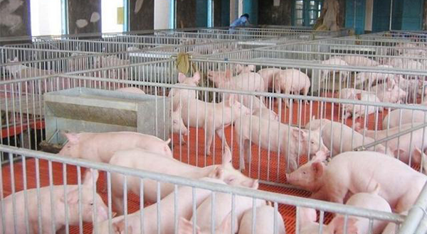 養(yǎng)豬廠廢水應(yīng)該怎么處理？該選用哪種處理方法？-樂(lè)中環(huán)保