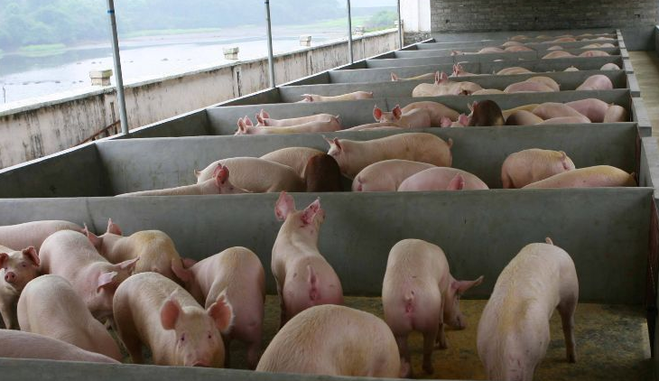 養(yǎng)豬場污水怎么處理比較好？-樂中環(huán)保