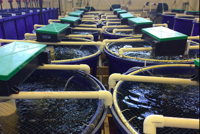 用于養(yǎng)殖場(chǎng)污水處理的新工藝，預(yù)計(jì)可降低28%運(yùn)營成本01