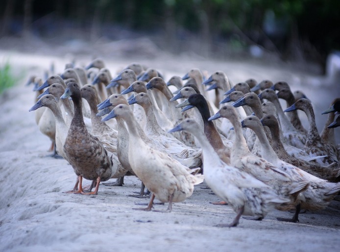 農(nóng)村養(yǎng)殖戶如何低成本有效處理污水，這兩種做法你應(yīng)該知道!