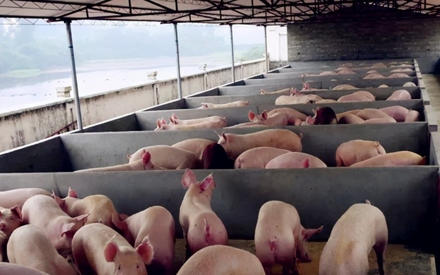 養(yǎng)豬污水處理設(shè)備包含哪些，教你選購(gòu)適合的養(yǎng)殖污水處理設(shè)備