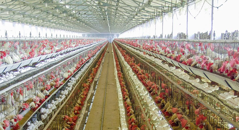 養(yǎng)殖場廢水如何正常處理？-青島樂中環(huán)保