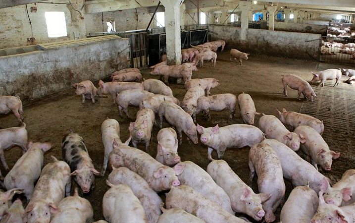 處理養(yǎng)豬污水場設(shè)備，可以有效處理養(yǎng)豬場高濃度廢水