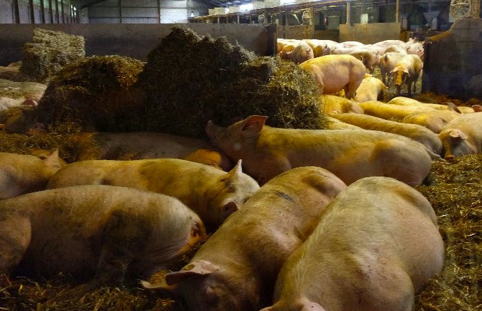 養(yǎng)豬場污水處理方法有哪些？選對工藝成本低效果好！