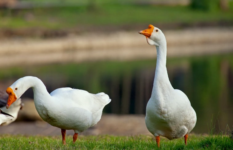 養(yǎng)鵝廢水怎么處理|方案|工藝流程 養(yǎng)鵝廢水怎么處理|方案|工藝流程
