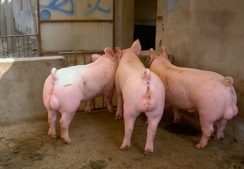 種豬養(yǎng)殖污水處理設(shè)備|工藝流程|排放標(biāo)準(zhǔn) 種豬養(yǎng)殖污水處理設(shè)備|工藝流程|排放標(biāo)準(zhǔn)