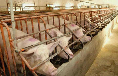 養(yǎng)豬場污水處理設備一套要多少錢?（養(yǎng)豬場污水處理設備污水處理）