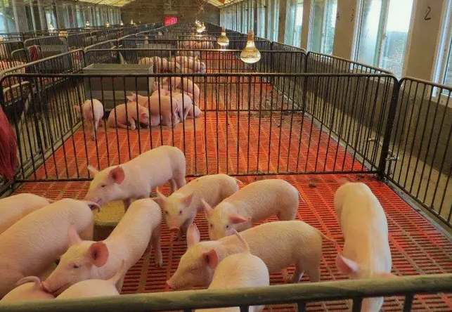 養(yǎng)豬場廢水處理設(shè)備(豬場污水處理豬場廢水處理設(shè)備) 養(yǎng)豬場廢水處理設(shè)備(豬場污水處理豬場廢水處理設(shè)備)